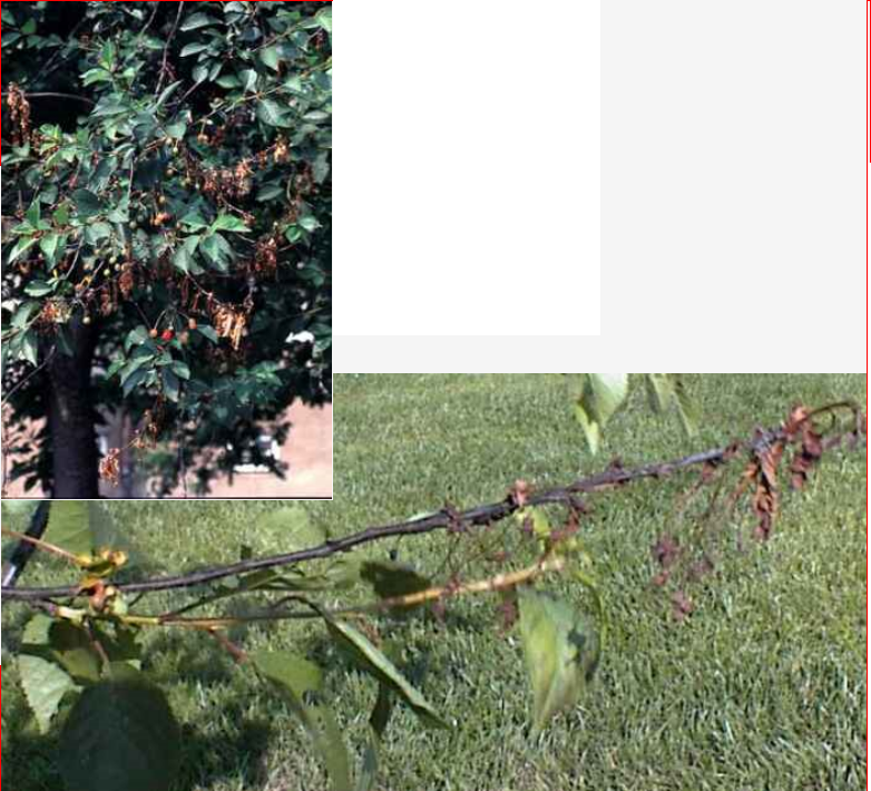 Taksterfte of bloesemmonilia bij zure kersen (kriekenbomen)