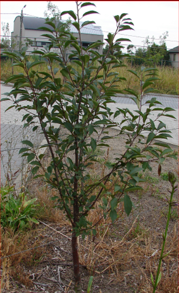 onge zure kersenboom in juni