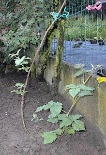 Topafleggen voor bramen, taybessen en braamhybriden