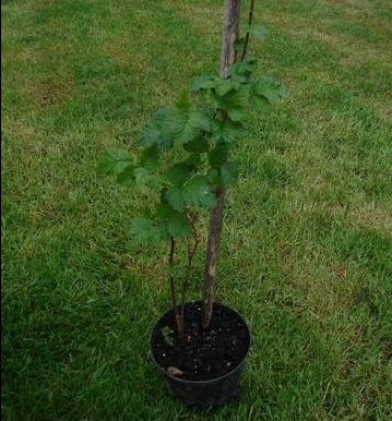 Jonge aflegger van taybes in pot