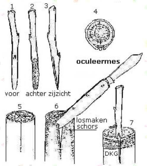 Snijden van de ent en losmaken van de schors bij de kroonentting.
