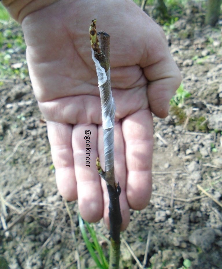 Vaststaande onderstam geënt in april dmv de Engelse griffel.