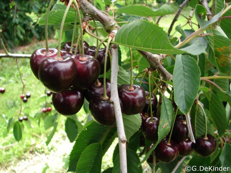 Donkerrode kersen Kordia