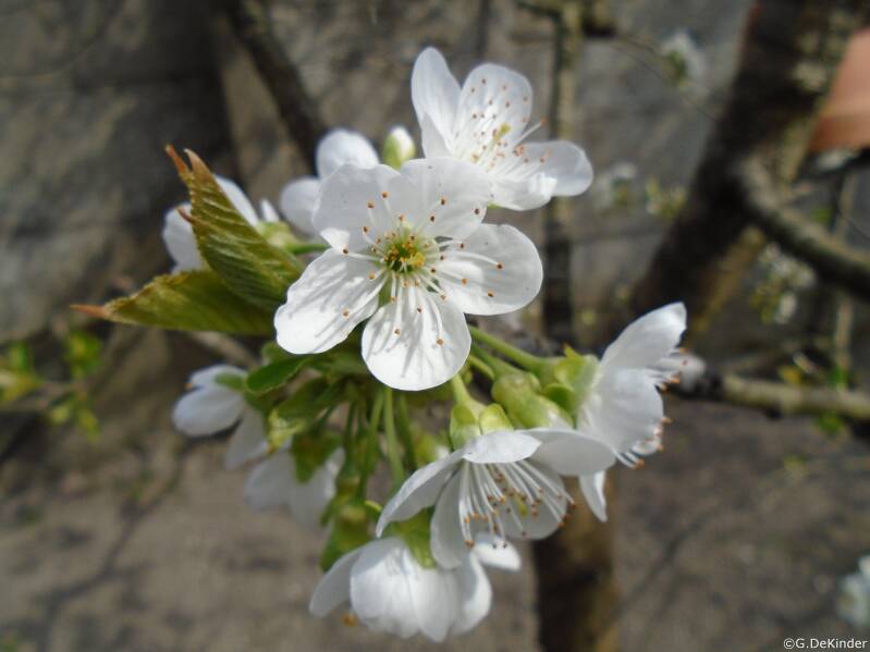 Zure kersen of krieken bloeien rond half april