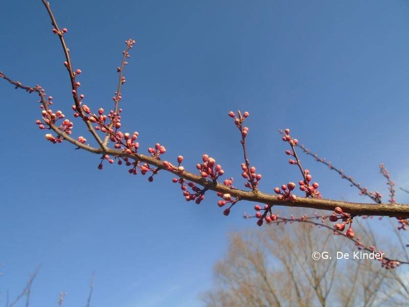 Zwarte kerspruim met mooie roze bloemknoppen. Prunus cerasifera 'Nigra'