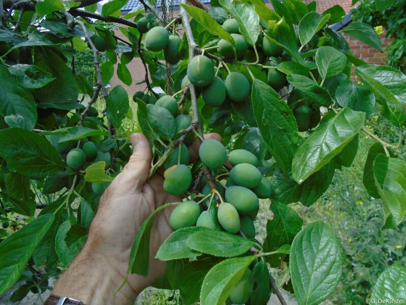 Voor het uitdunnen van de pruimen 'Victoria'