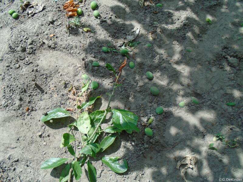 Verzamel de uit gedunde vruchten.