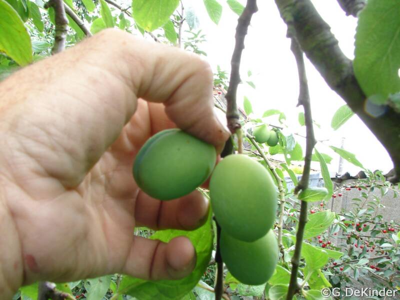 Laat de vruchtsteel staan en duw de vruchten weg.