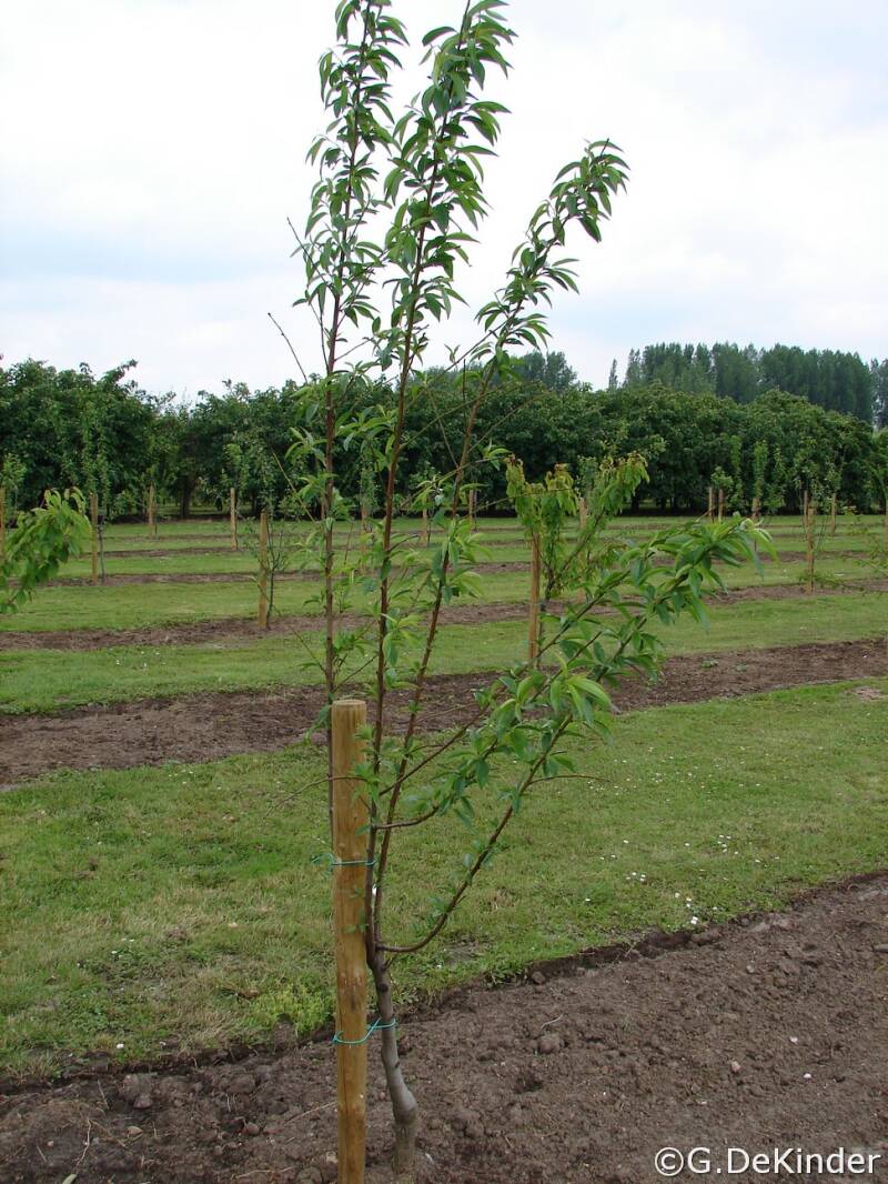 Prunus dulcis te Putte (Zoetewei)