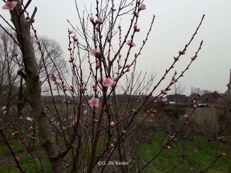 Bloeiende perzikbomen rond 23maart.