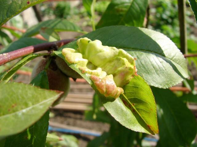 Witgele verkleuringen van de bladeren in mei