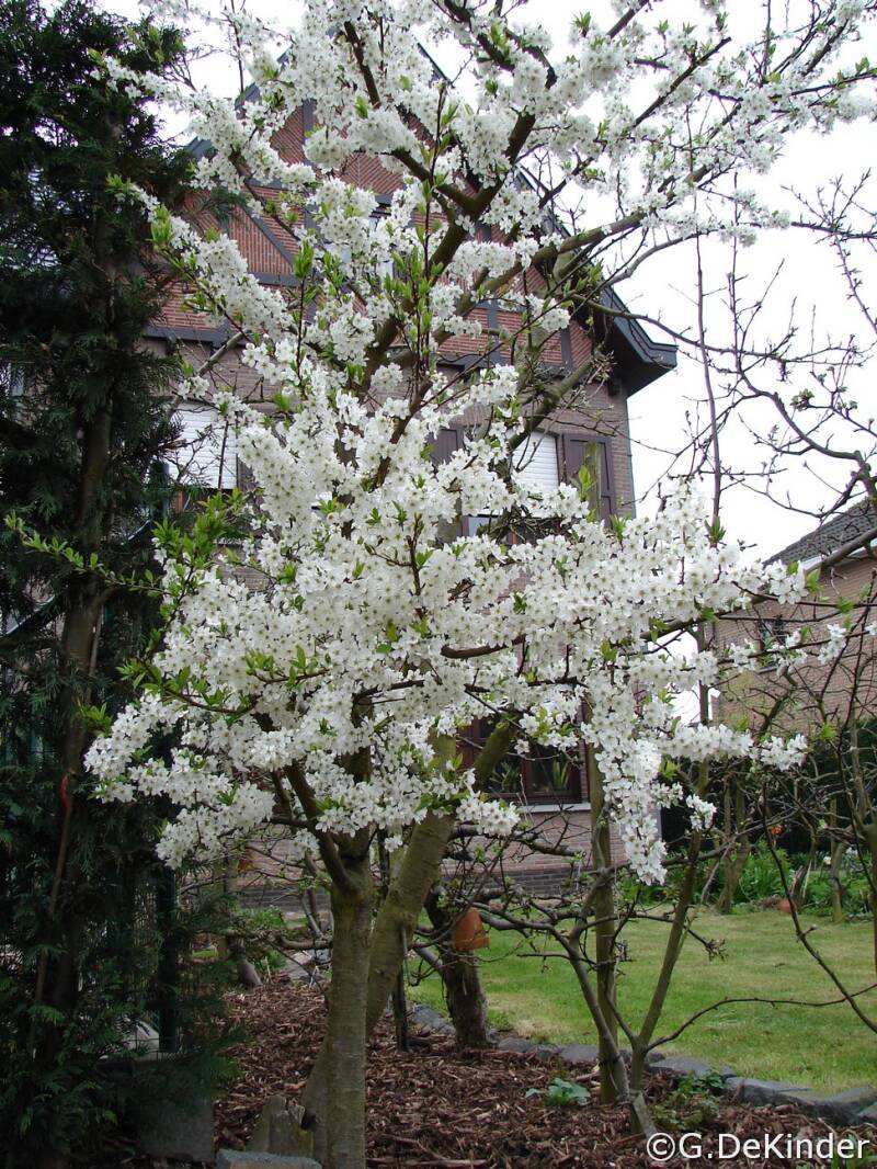 Bloeiende  Japanse pruim 'June Blood' bloeit in maart.