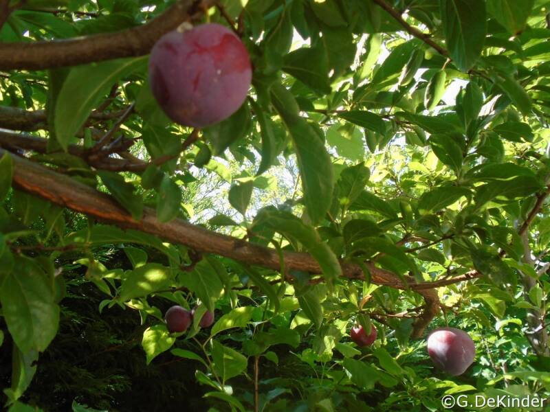 June Blood, een Japanse pruim (Prunus salicina)