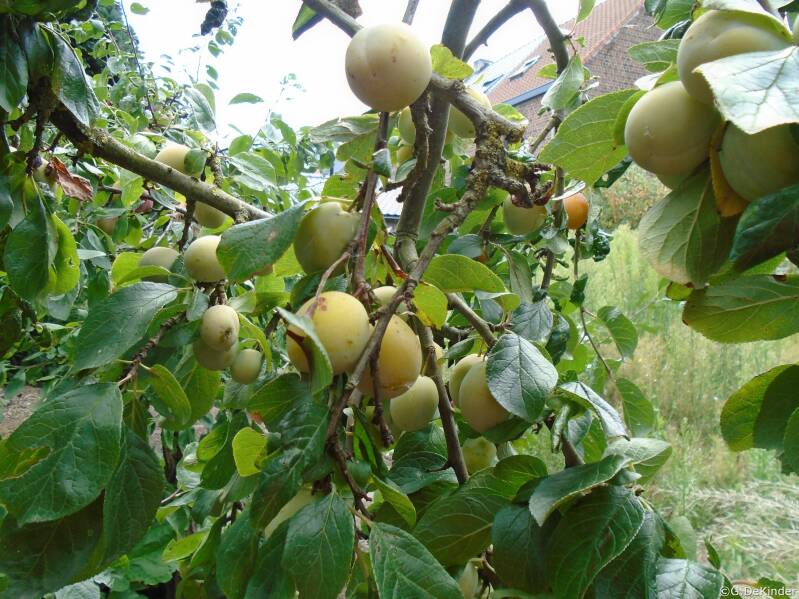 Warwickshire Drooper is meestal zeer productief