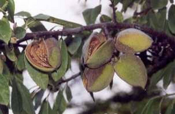 Vruchten van de amandelboom (Prunus dulcis)