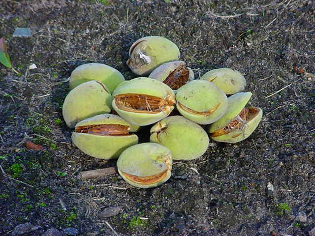 Verzamelvruchten van de Prunus dulcis (amandel)