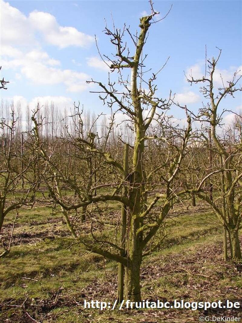 Volwassen perenboom met 3 tot 5 gesteltakken die schuin omhoog groeien.
