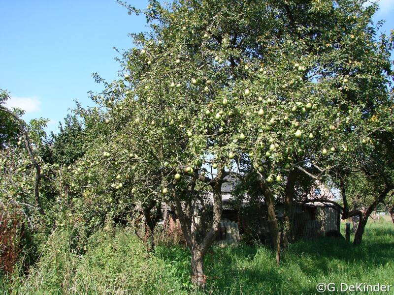 Comtesse de Paris (Oude fruitbomen te Baasrode)