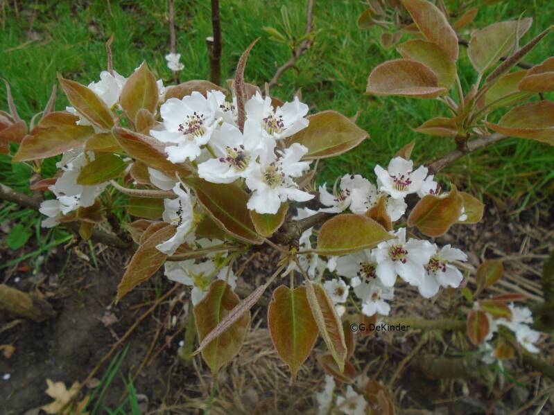 Japanse peren of appelperen bloeien rond half april