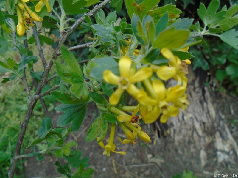Ribes odoratum (Gele Ribes,)