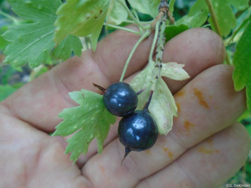 Eetbare bessen van de Amerikaanse zwarte bes