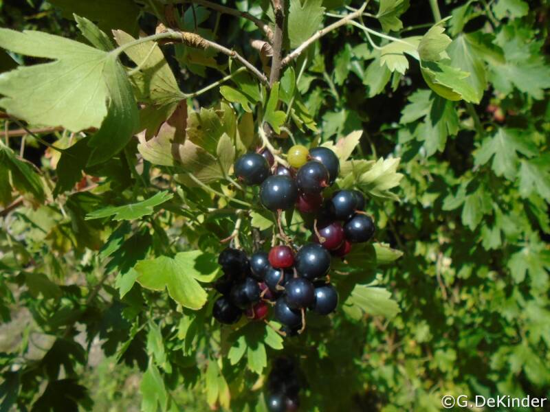 Amerikaanse zwarte bes (Ribes odoratum ) rijpt in augustus