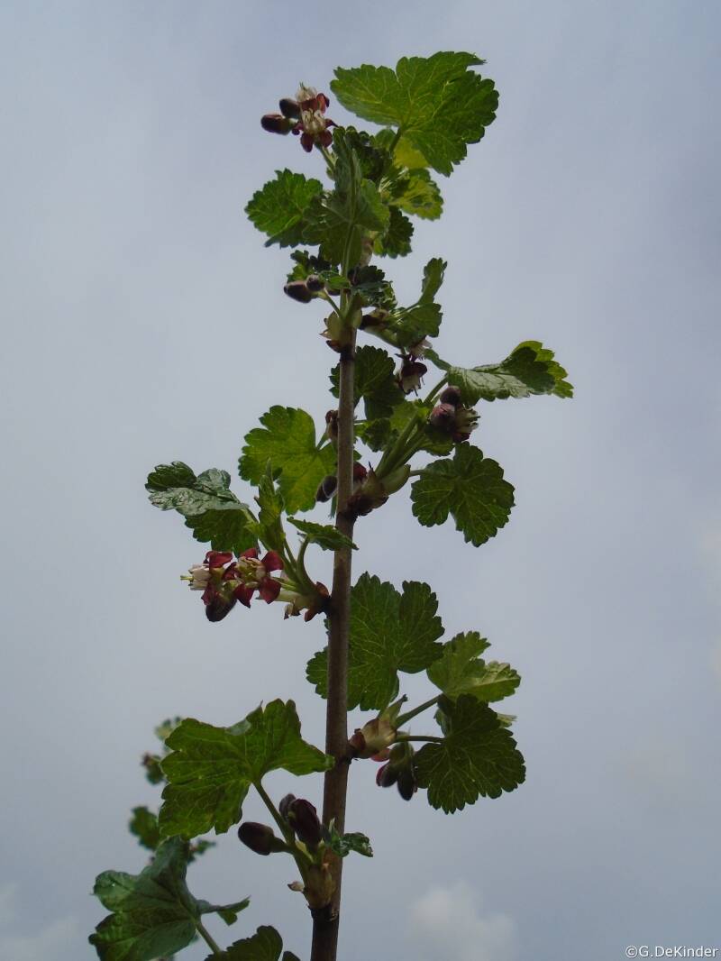 Jostabes, josta in bloei (april)