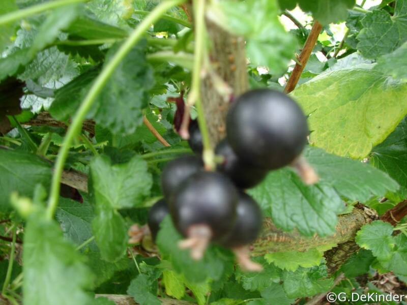 Eetrijpe jostabessen begin juli