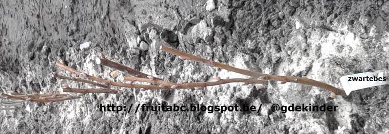 Winterstekken van zwarte trosbes (cassis)