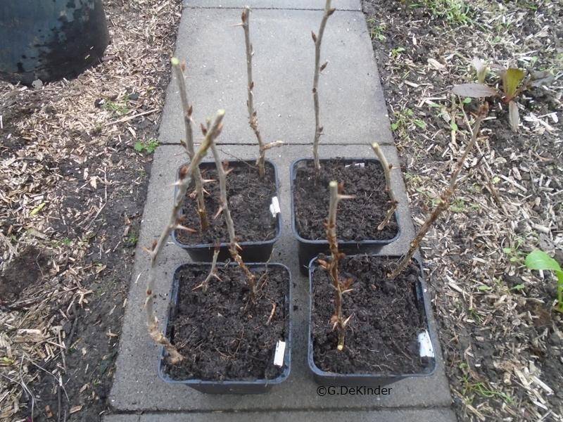 Winterstekken van kruisbessen (november-december)