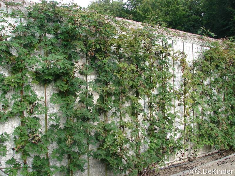 Bramen leiden aan een muur te Gaasbeek (kasteeltuin)