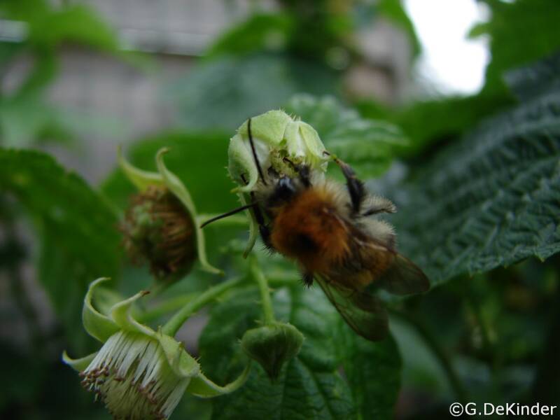 Frambozenbloemen zijn erg aantrekkelijk voor bijen!