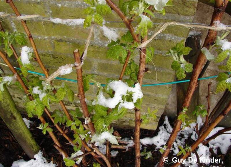 Tweemaaldragende frambozen in maart