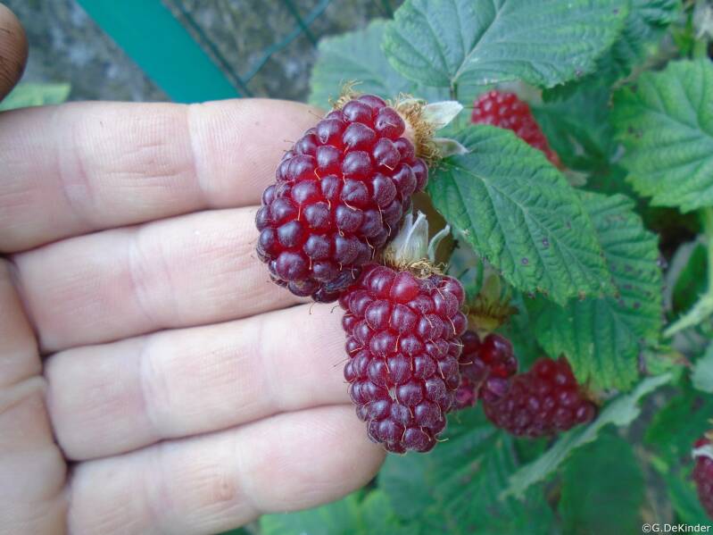Voorbeelden van Rubus soorten zijn frambozen, bramen, taybes en japanse wijnbes