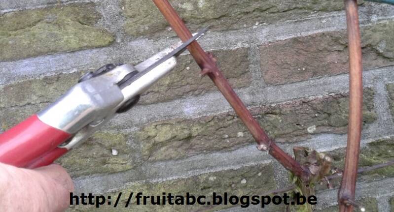 Wintersnoei van druivelaars in januari