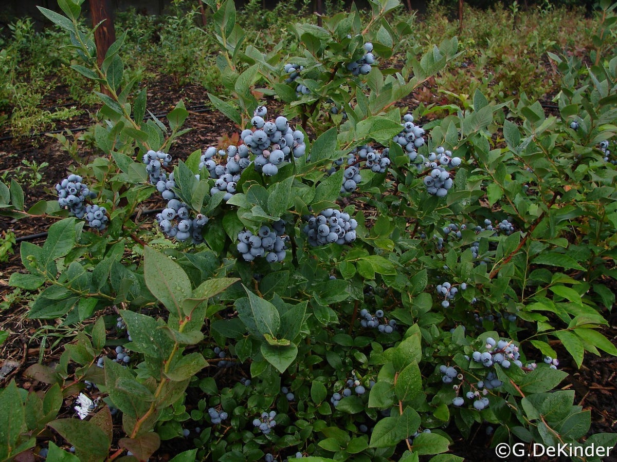 Blauwe bosbes / Vaccinium (blauwe bes, vossebes) / Kleinfruit /  Fruitsoorten / Teeltbeschrijvingen | fruitabc.be