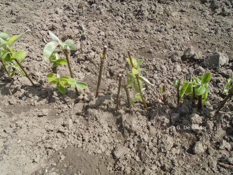 Begin april de winterstekken uitplanten in volle grond