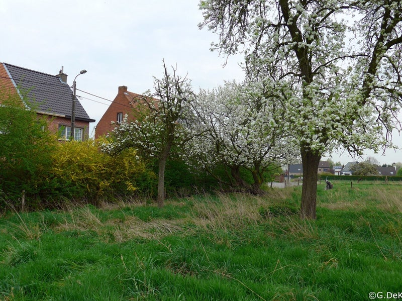 Bloeiende hoogstam perenboom te Baasrode
