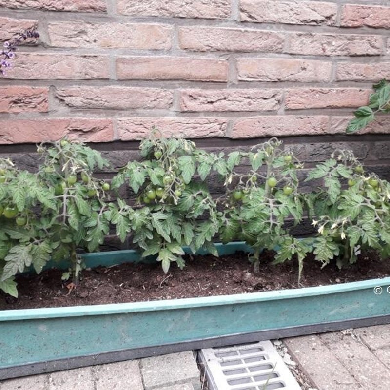 tomatenbakken20220606_181905-800x600.jpg