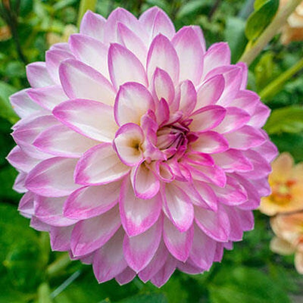Dahlia Deko. Arbatax
