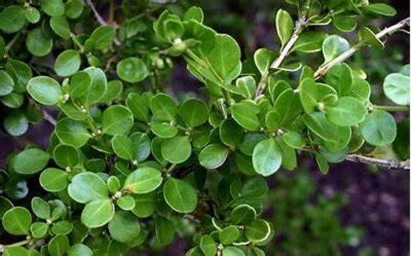 Buxus sempervirens 20-25cm 1,5Lco