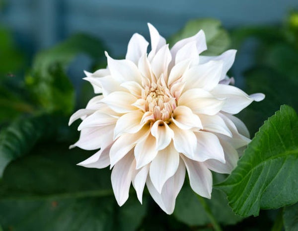 Dahlia Deko. Cafe au Lait