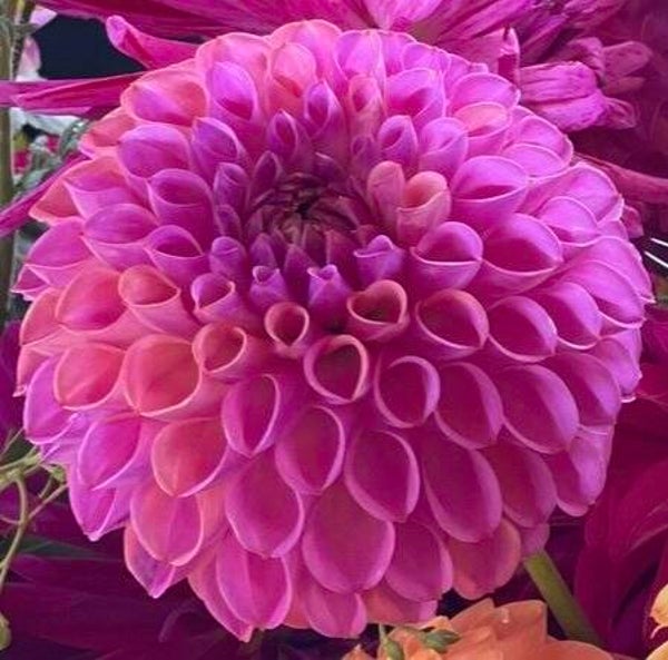 Dahlia Ball Caitlins Joy