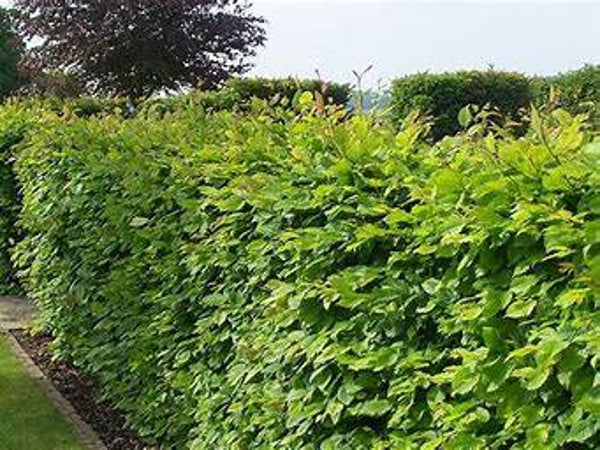 Carpinus betulus 40-60cm 2,5Lco