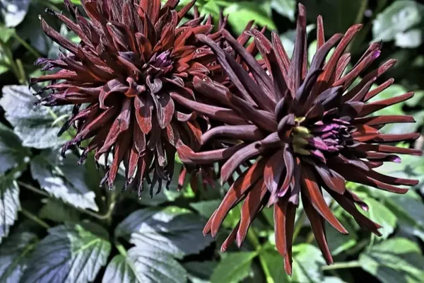 Dahlia Cactus Chat Noir