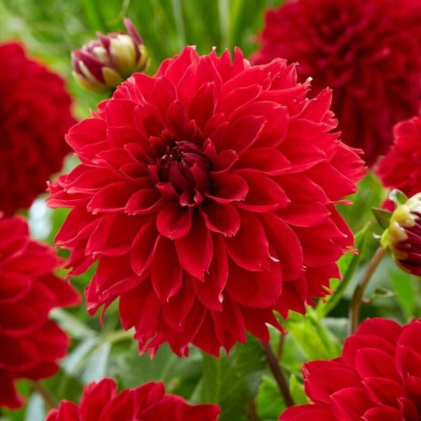 Dahlia Fubuki Red