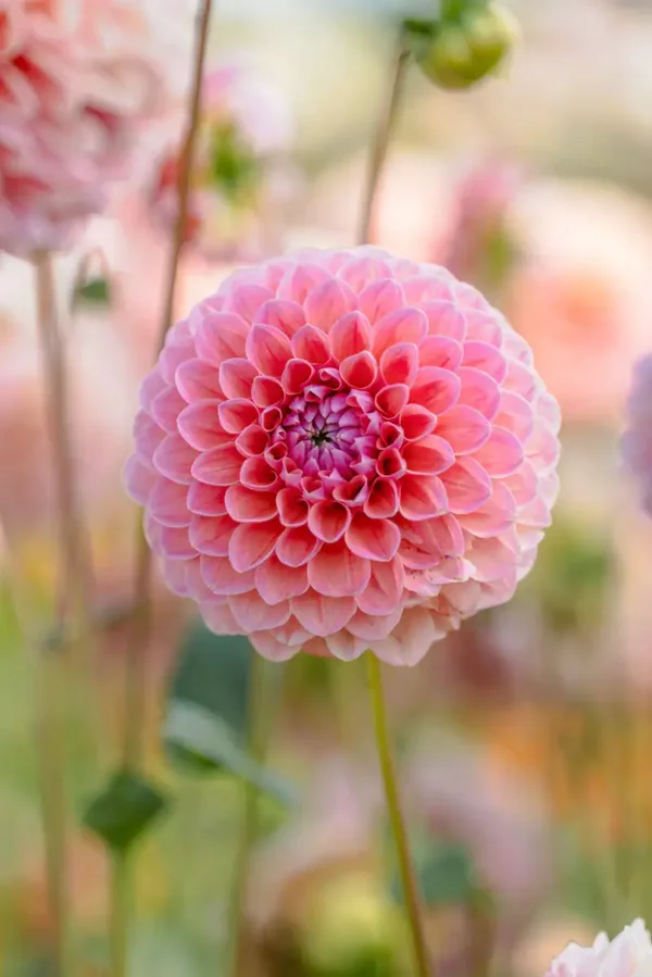 Dahlia Pompom Natalie G