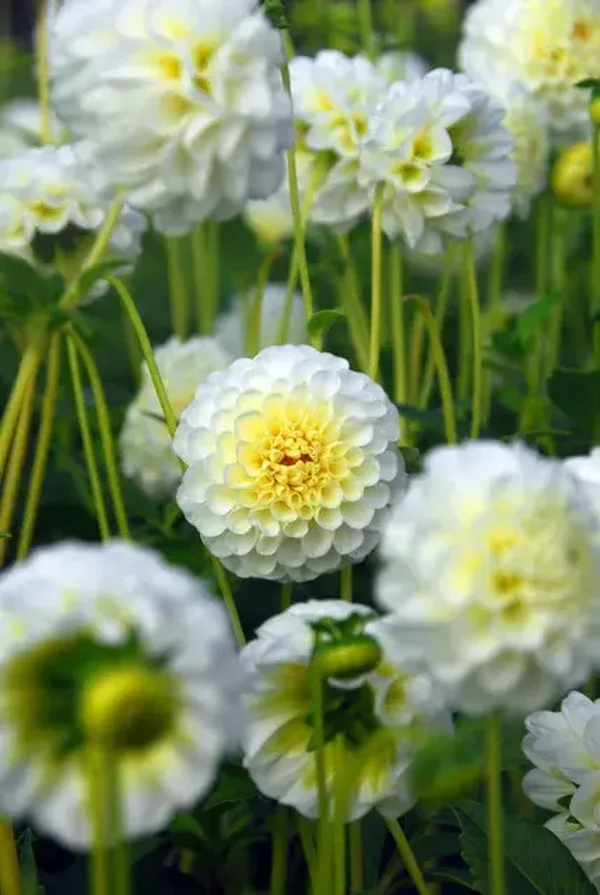 Dahlia Pompom Snow Flake