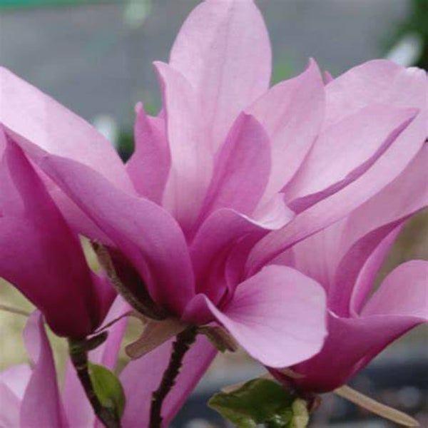 Magnolia liliiflora Susan 125-150cm 12Lco *ERBJUDANDE*