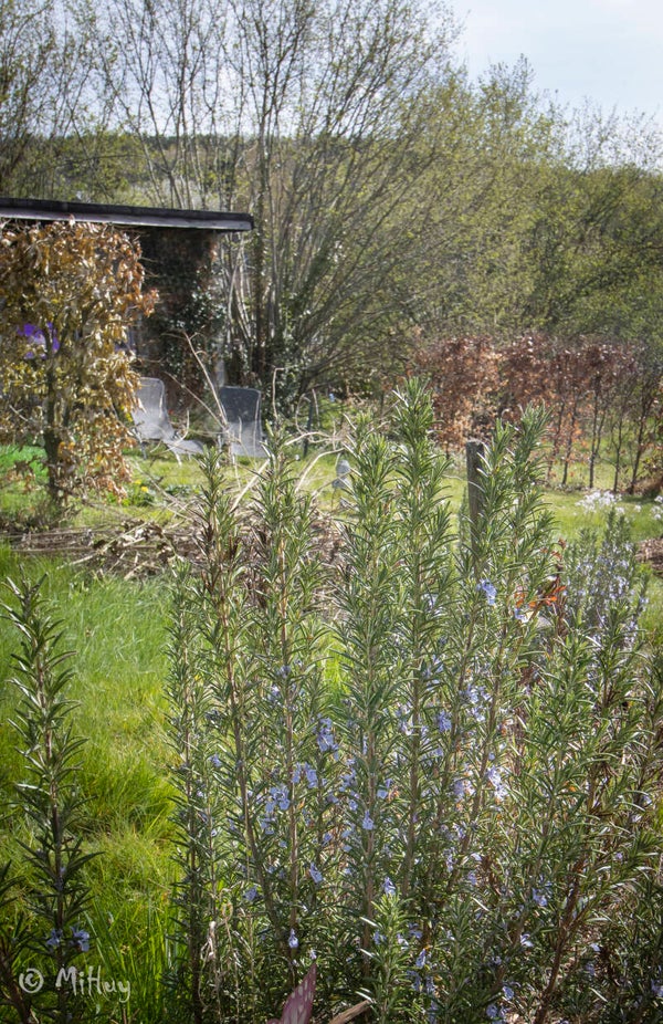 Open deur in de tuin: een ont-moeting